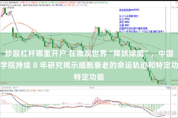 炒股杠杆哪里开户 在微观世界“降妖除魔”，中国科学院持续 8 年研究揭示细胞衰老的命运轨迹和特定功能